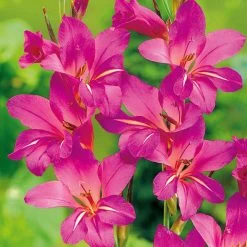 Gladiolus Communis Subsp. Byzantinus