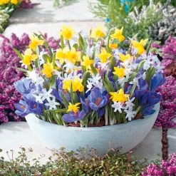 Pots Of Colour Bulb Mix