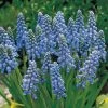 Muscari Armeniacum