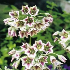 Nectaroscordum Siculum