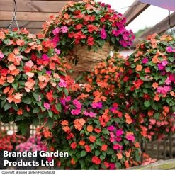 Busy Lizzie Beacon Salsa Mixed -Dobies BUSY KC8100 C