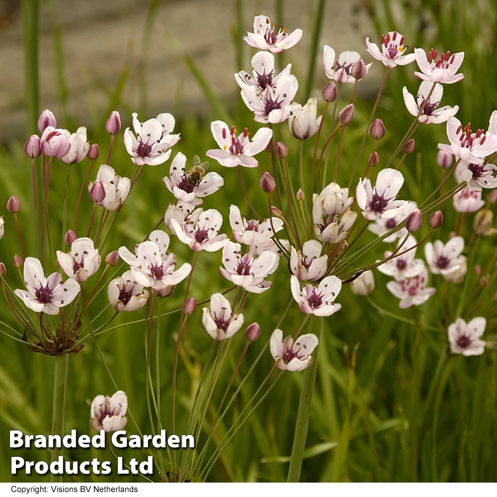 Butomus Umbellatus (Marginal Aquatic) 1 Butomus Umbellatus (Marginal Aquatic)