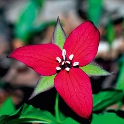 Trillium Erectum