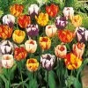 Tulip 'Rembrandt Mix'