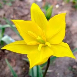 Tulip Sylvestris -Dobies BUTUL25300