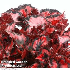 Begonia Red Robin