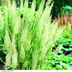 Calamagrostis Brachytricha