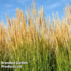 Calamagrostis X Acutiflora Karl Foerster
