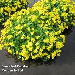 Caltha Palustris Var. Alba (Marginal Aquatic)