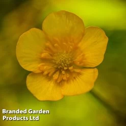 Caltha Palustris Subsp. Polypetala (Marginal Aquatic)