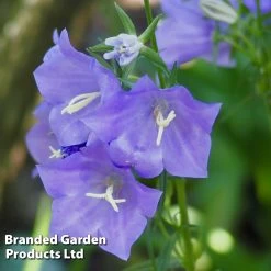 Campanula Persicifolia Bells Blue