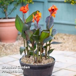 Canna Cannova Trio -Dobies CANN CANNBRONZ U34357
