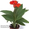 Canna Cannova Scarlet