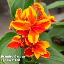 Canna Cannova Trio -Dobies CANN REDGOLDFL T407131