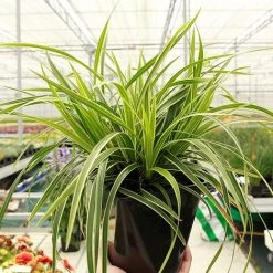 Carex Morrowii 'Ice Dance'