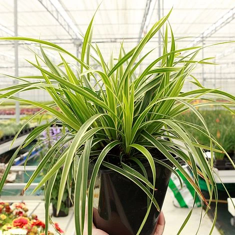 Carex Morrowii 'Ice Dance' 1 Carex Morrowii 'Ice Dance'