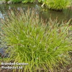 Carex Elata 'Aurea' (Marginal Aquatic)