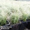 Carex Comans Green