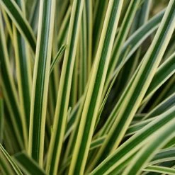 Carex Oshimensis 'Evercream' -Dobies CARE EVERCREAM S45274 NOW