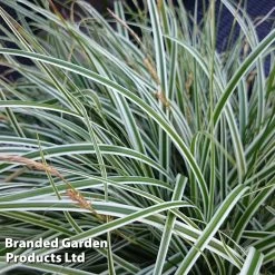 Carex Oshimensis EVEREST (PBR)