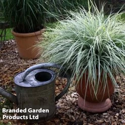 Carex Oshimensis EVEREST (PBR) -Dobies CARE EVEREST S24712