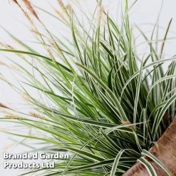 Carex Oshimensis EVEREST (PBR) -Dobies CARE EVEREST S24713