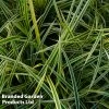 Carex Morrowii 'Everglow' (Evercolour Series)