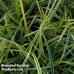 Carex Morrowii 'Everglow' (Evercolour Series)