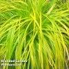 Carex Oshimensis 'Everillo' (PBR)