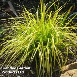Carex Oshimensis 'Everillo' (PBR) -Dobies CARE EVERILLO S24724