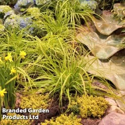 Carex Oshimensis 'Everillo' (PBR) -Dobies CARE EVERILLO S24726