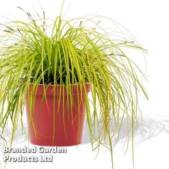 Carex Oshimensis 'Everillo' (PBR) -Dobies CARE EVERILLO S24727