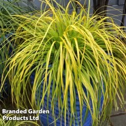 Carex Oshimensis 'Everillo' (PBR) -Dobies CARE EVERILLO S24728