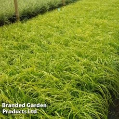 Carex Oshimensis 'Everillo' (PBR) -Dobies CARE EVERILLO S24730