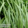 Carex Oshimensis 'Everlime'