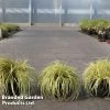 Carex Oshimensis 'Everoro'