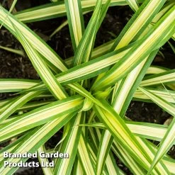 Carex Oshimensis 'Eversheen' (Evercolour Series)