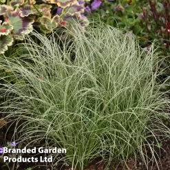 Carex Comans 'Frosted Curls'