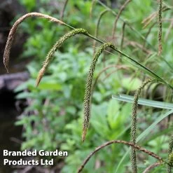 Carex Pendula (Marginal Aquatic)