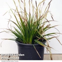 Carex Morrowii 'Variegata'