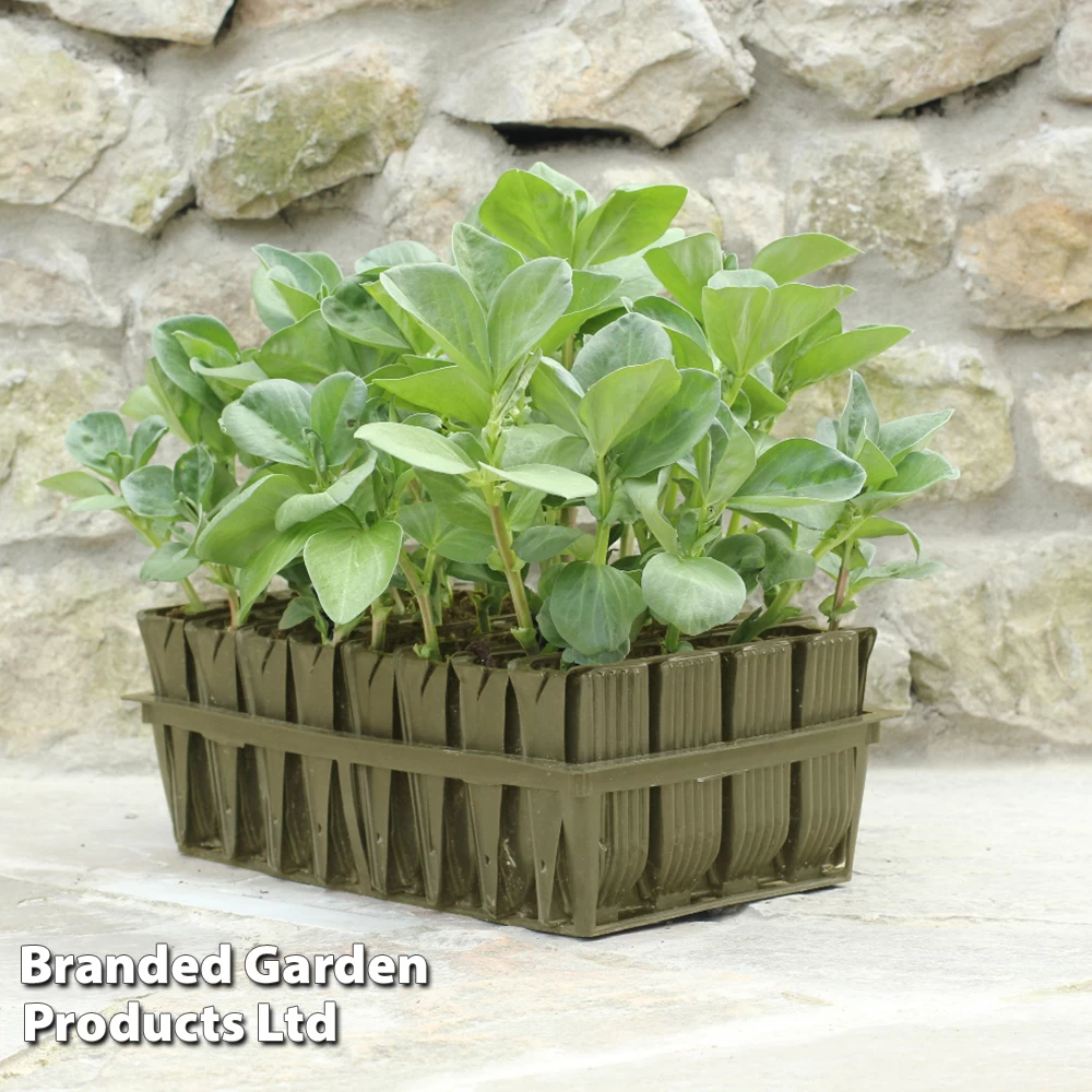 Deep Root Trainers 1 Deep Root Trainers