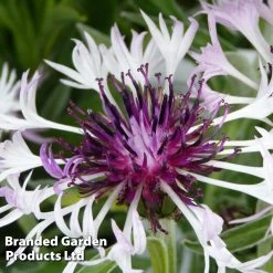 Centaurea Montana Amethyst In Snow