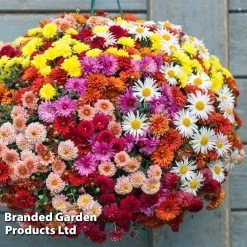 Chrysanthemum Xanthe Hanging Basket Collection