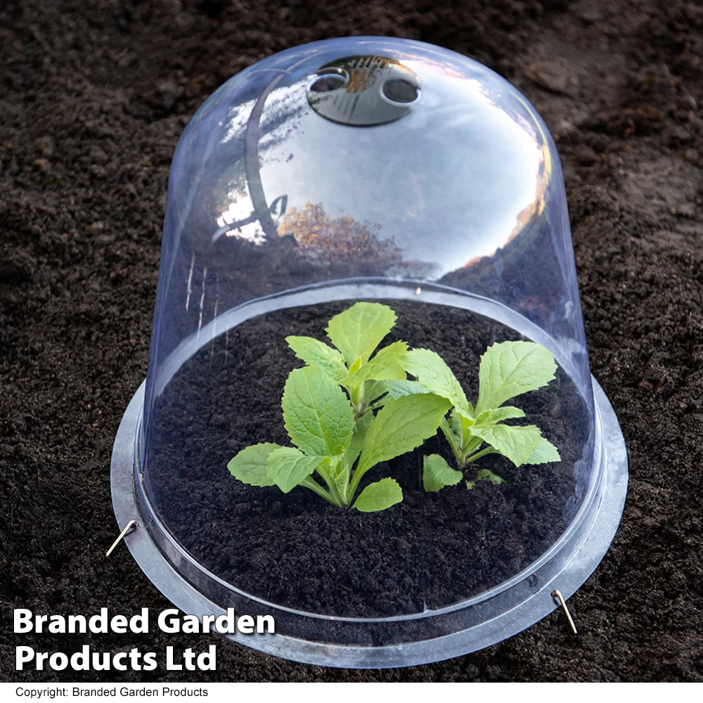 Bell Cloche 1 Bell Cloche