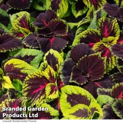 Coleus Mix -Dobies COLE MIXED T44309