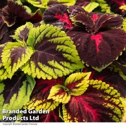 Coleus Mix -Dobies COLE MIXED T44310