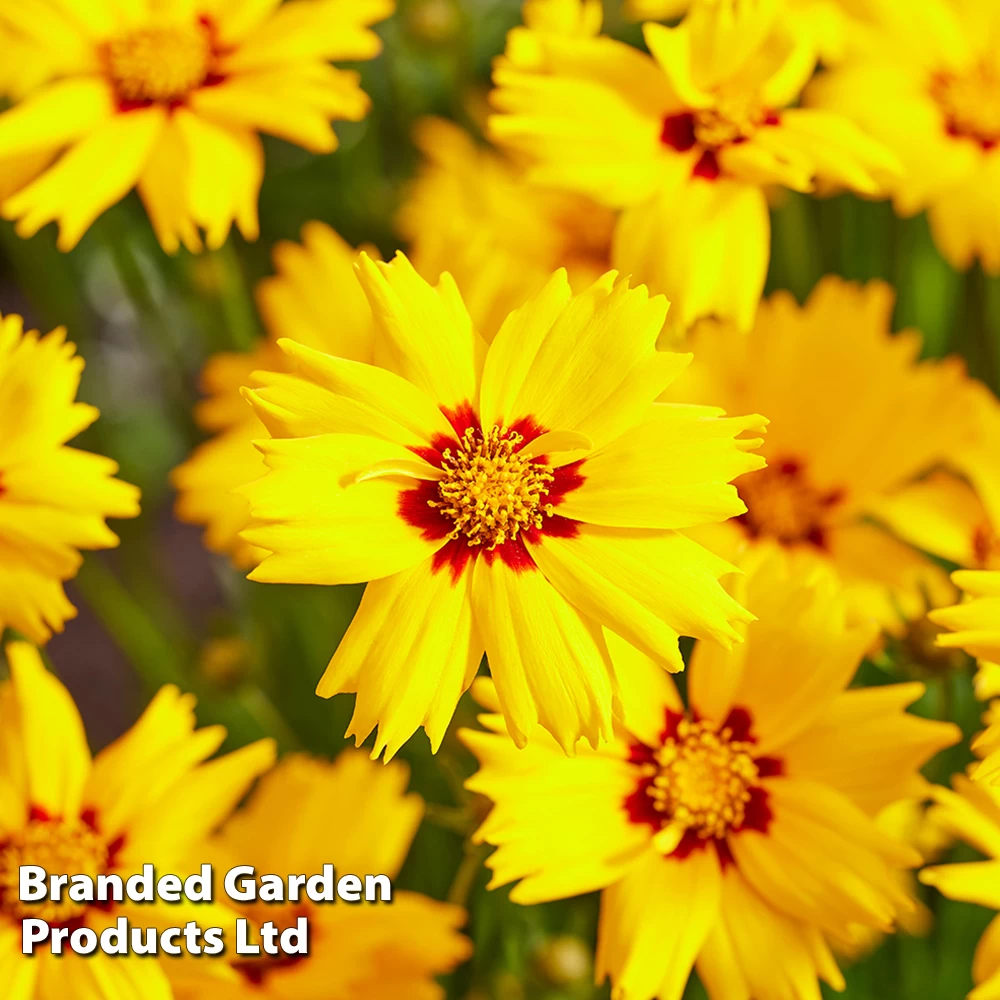 Coreopsis 'Solar Mellow' 2 Coreopsis 'Solar Mellow' - Image 2