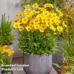Coreopsis 'Solar Mellow'