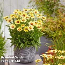Coreopsis 'Solar Moon'