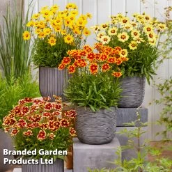 Coreopsis 'Solar Collection'